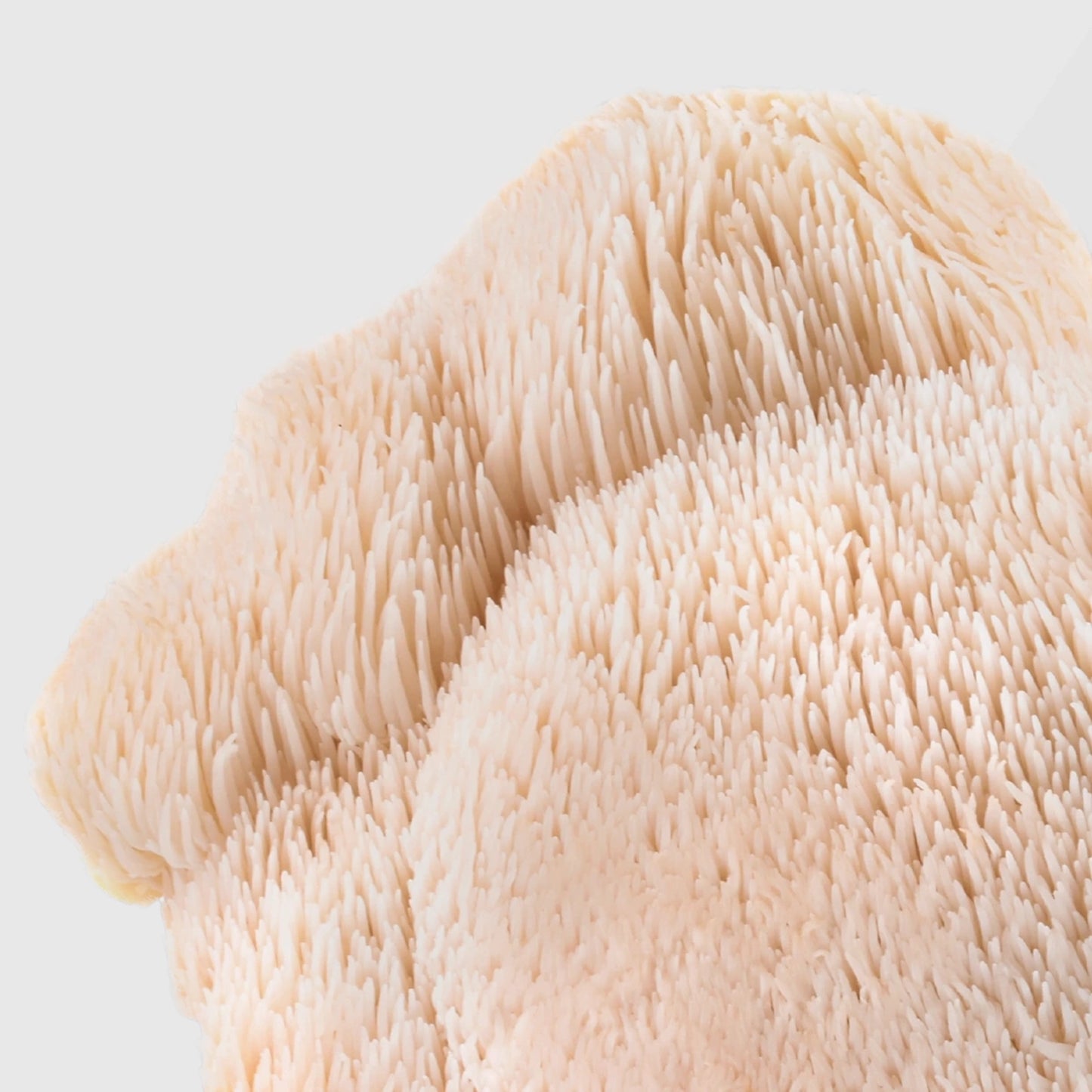 White cascading spines of Lion’s Mane mushroom — premium Lion’s Mane mushroom extract in bulk from True Spice wholesale supplier.